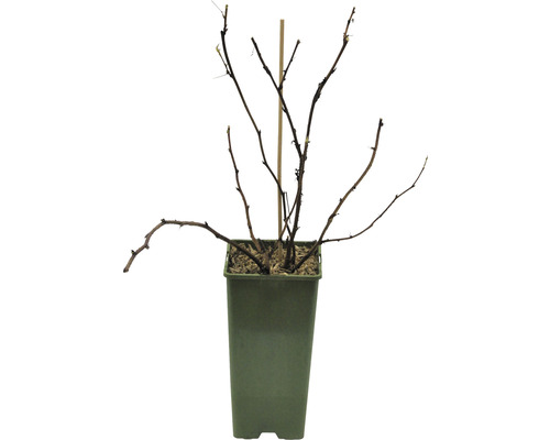 Beerenstrauch im Topf mit Rankhilfe