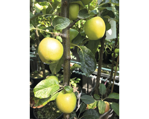 Pommier colonne bio FloraSelf Bio Malus domestica 'Golden Gate' h 130-150 cm Co 7,5 l