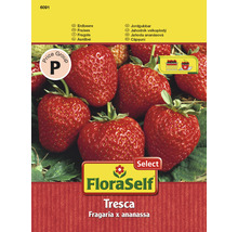Graines de fraises FloraSelf Tresca
