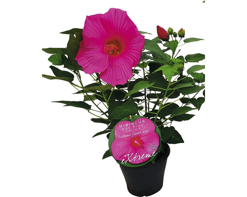 Hibiscus des marais rose FloraSelf Hibiscus moscheutos Extreme Hot Pink h 50-60 cm Co 5 l