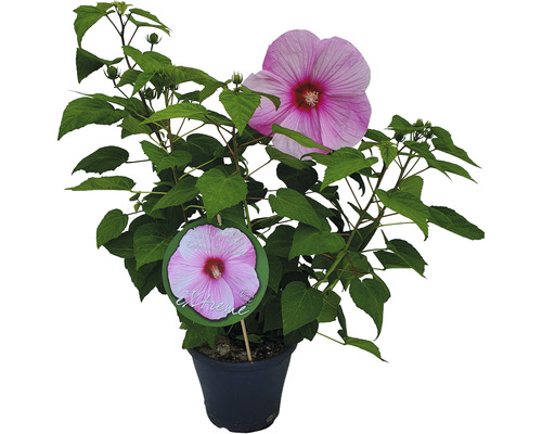 Hibiscus des marais rose clair Hibiscus moscheutos 'Extreme' h 50-60 cm Co 5 l Hibiscus en pot avec fleur rose