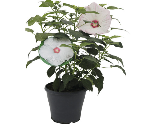 Hibiscus des marais blanc FloraSelf Hibiscus moscheutos 'Extreme' h 50-60 cm Co 5 l Hibiscus en pot avec de grandes fleurs