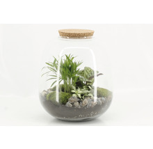 Terrarium avec diverses plantes, mousse, pierres et couvercle en liège