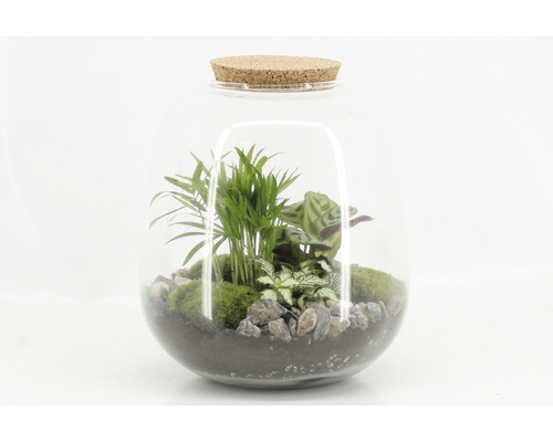 Terrarium avec diverses plantes, mousse, pierres et couvercle en liège