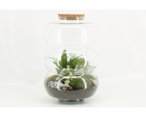 Pflanzterrarium aus Glas mit Korkverschluss und Pflanzen