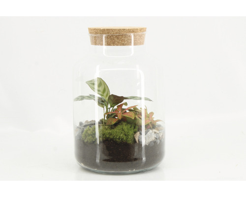 Terrarium mit Pflanzen in Glasflasche mit Korken
