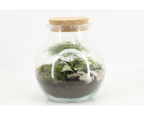Terrarium mit Pflanzen und Korken in Glas