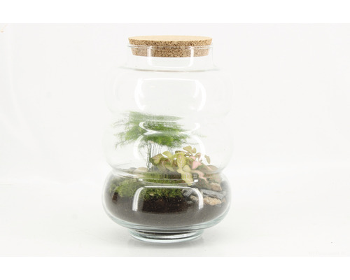 Terrarium in Glas mit Korkdeckel und Pflanzen