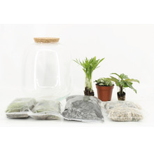 Kit de terrarium avec récipient en verre, bouchon en liège, plantes et substrat