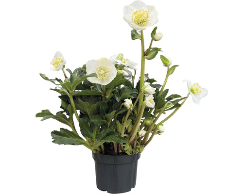 Rose de carême Helleborus x hybridus 'White Princess' Co 1 l
