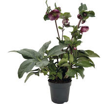 Hellébore en pot avec des feuilles vertes et des fleurs foncées
