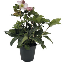 Hellébore en pot