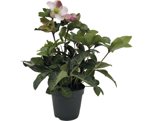 Rose de carême Helleborus x hybridus 'Pink Princess' Co 2 l