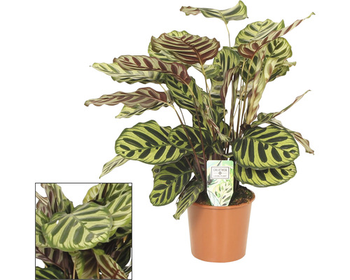 Korbmarante FloraSelf Calathea 'Makoyana' H ca. 85 cm Ø 17 cm Topf