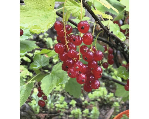 Groseillier à grappes rouges bio haute tige FloraSelf Bio Ribes rubrum 'Rovada' h env. 140 cm Co 5 l