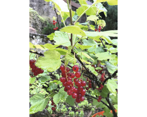 Rote Johannisbeeren am Strauch mit Blättern