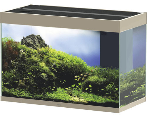 Aquarium mit Wasserpflanzen, Fischen und Dekoration