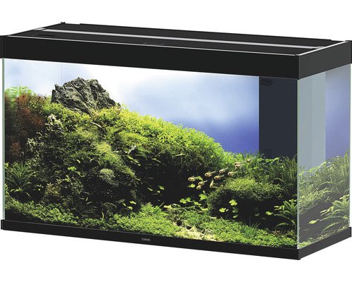 Eingerichtetes Aquarium mit Pflanzen und Fischen