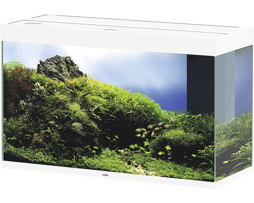 Aquarium aménagé avec plantes et poissons