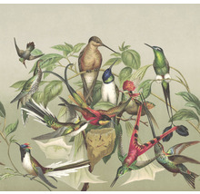 Illustration de colibris et de plantes