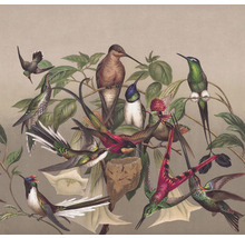 Illustration von Kolibris auf Ästen mit Blättern