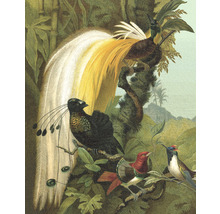 Illustration von Paradiesvögeln in einer tropischen Umgebung