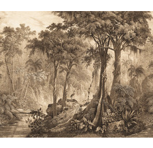 Illustration d''une forêt dense avec des arbres et de la végétation