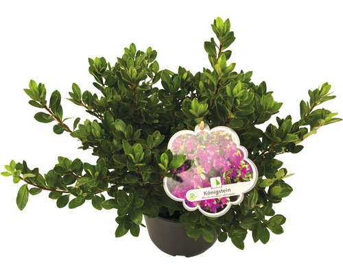 Rhododendron obtusum ''Königstein'' en pot avec étiquette de plante