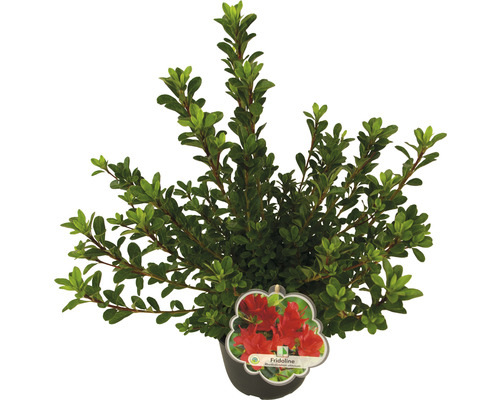 Azalée en pot avec fleur rouge