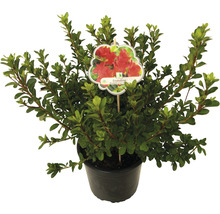 Azalée en pot avec étiquette de plante