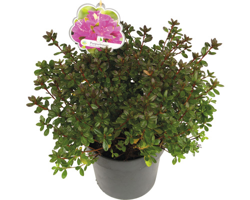 Topf-Rhododendron mit Blüte und Pflanzenetikett