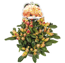Rhododendron Barbarella en pot avec boutons floraux et feuilles