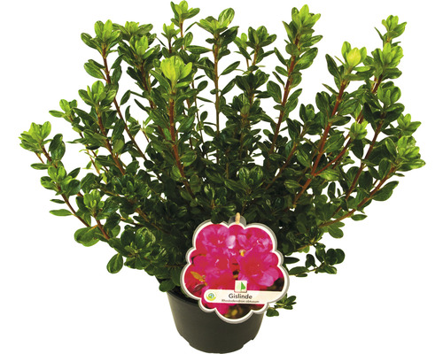Rhododendron en pot avec étiquette de plante