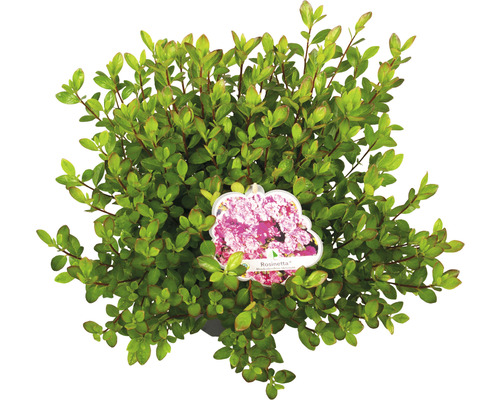 Azalée du Japon FloraSelf Rhododendron obtusum 'Rosinetta' h 30-40 cm Co 5 l Cotonéaster nain ''Rosinette'' en pot