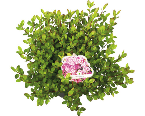 Azalée du Japon FloraSelf Rhododendron obtusum 'Rosinetta' h 30-40 cm Co 5 l