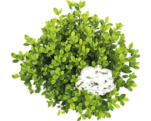 Plant de rhododendron obtusum en pot