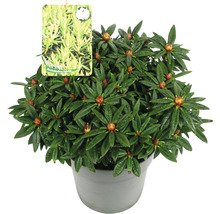 Rhododendron hybride en pot