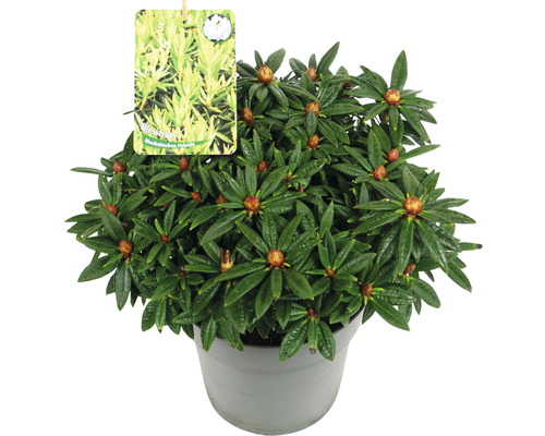 Rhododendron hybride en pot