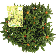 Plant de rhododendron hybride Blewbury avec étiquette