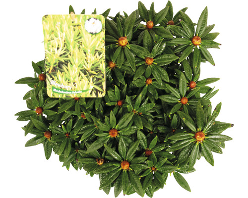 Plant de rhododendron hybride Blewbury avec étiquette
