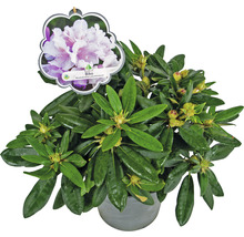 Rhododendron Biko im Topf
