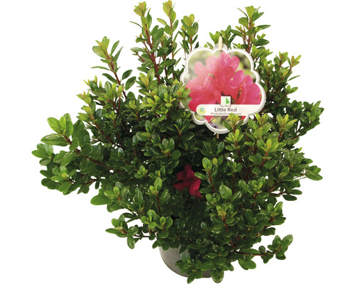 Rhododendron Little Red im Topf