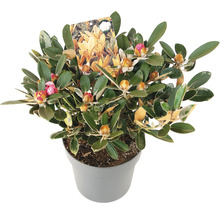 Rhododendron FloraSelf Rhododendron tsariense 'Queen Bee' h 30-40 cm Co 5 l parfumé