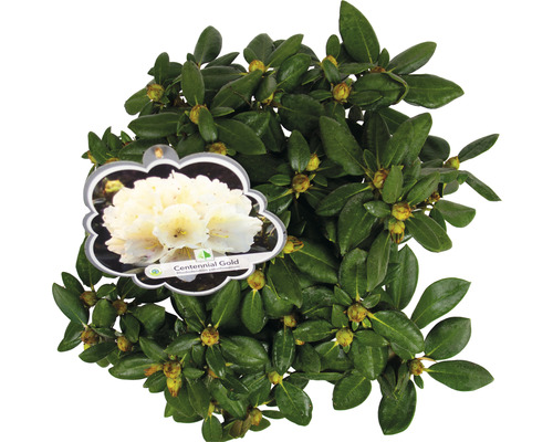 Ball-Rhododendron FloraSelf Rhododendron yakushimanum 'Centennial Gold' H  30-40 cm Co 5 L - HORNBACH Luxemburg