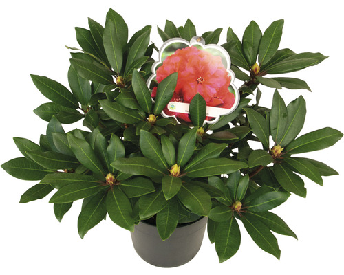 Rhododendron à grosses fleurs FloraSelf Rhododendron Hybride 'Karl Naue' h 30-40 cm Co 5 l Rhododendron à grosses fleurs FloraSelf Rhododendron Hybride 'Karl Naue' h 30-40 cm Co 5 l