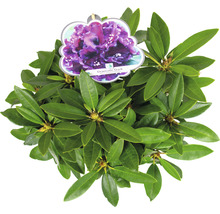 Rhododendron Dramatic Dark Pflanze im Topf