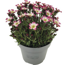 Fleur de Saxifraga en pot