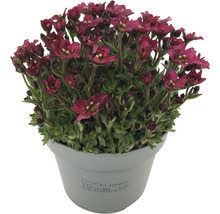 Saxifraga dans un pot