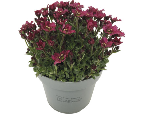 Saxifraga dans un pot