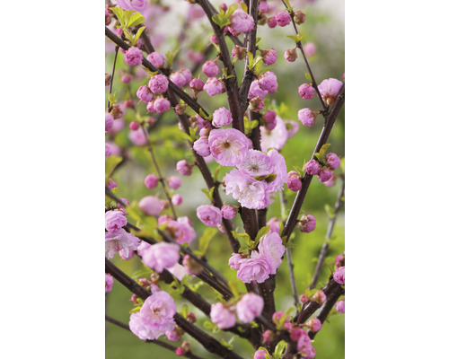 Amandier de Chine demi-tige FloraSelf Prunus triloba hauteur de tige env. 90 cm Co 7,5 l, arbre décoratif